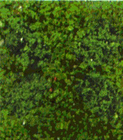 Heki 1554 Foliage May Green 28 X 14cm